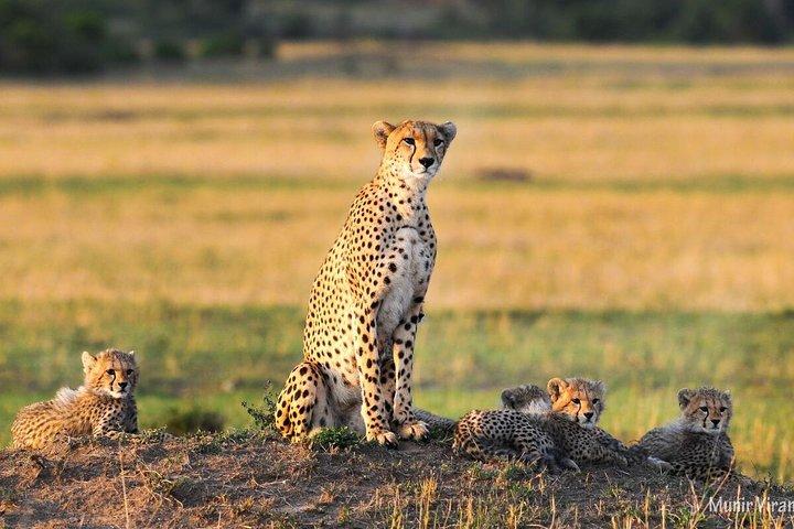 3日間のマサイ村サファリ