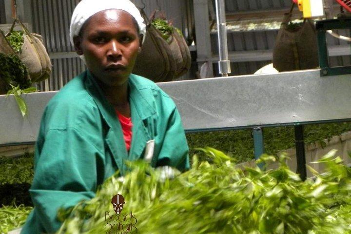 Dagtocht naar Kiambethu Tea Farm in Limuru