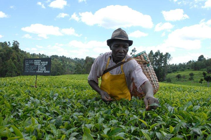 Dagtocht naar Kiambethu Tea Farm in Limuru