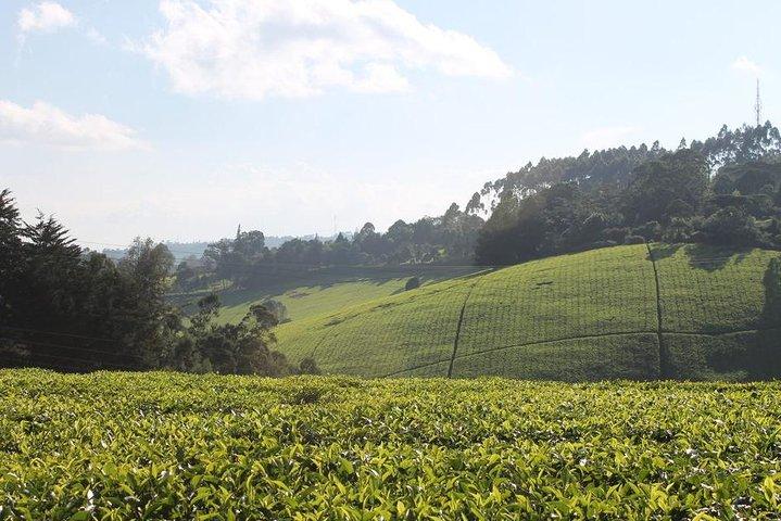 Dagtocht naar Kiambethu Tea Farm in Limuru