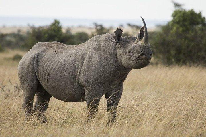 Tour de un día a la conservación de Ol Pejeta