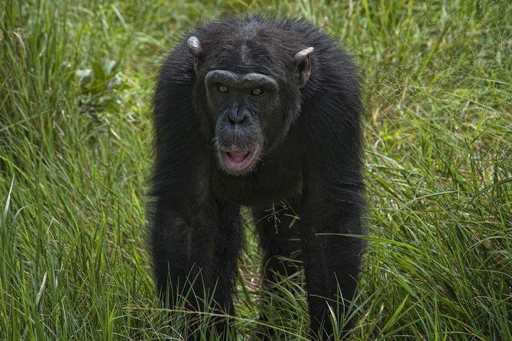 Tour de un día a la conservación de Ol Pejeta