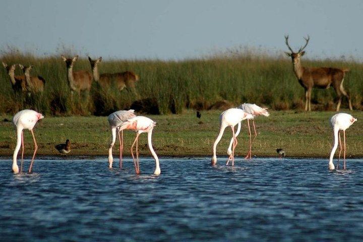 Donana Nationaal Park & Matalascanas Rondleiding vanuit Sevilla