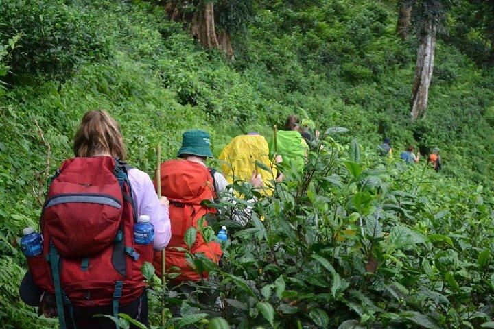 3-dages Chiang Dao Mountain Trek