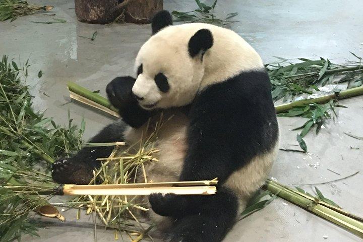 Dagstur: Chengdu Panda Breeding Base og Leshan Giant Buddha