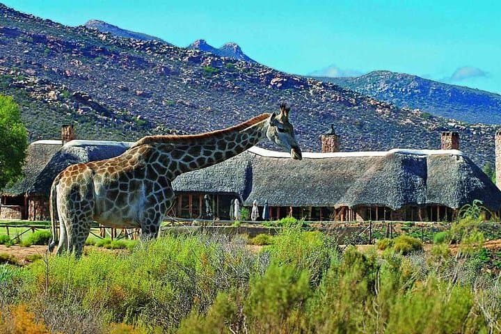 Aquila Safari Game Drive, Lunch & Shared Transfers from Cape Town