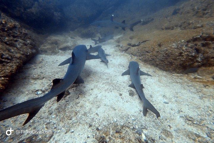 Curso SSI Open Water