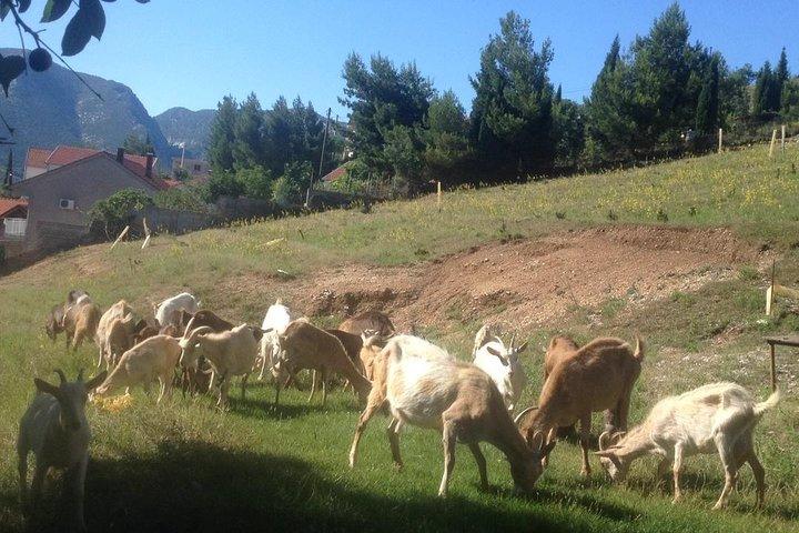 Organic Local Farm