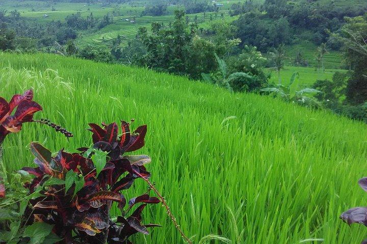 Solopgang Trekking med Ubud Tour