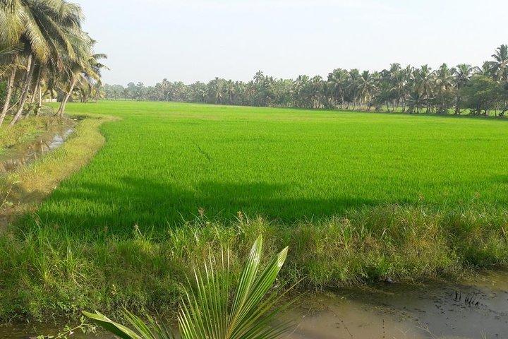 Kerala Tour besöker Kochi Munnar Thekkady Alleppey på en vecka