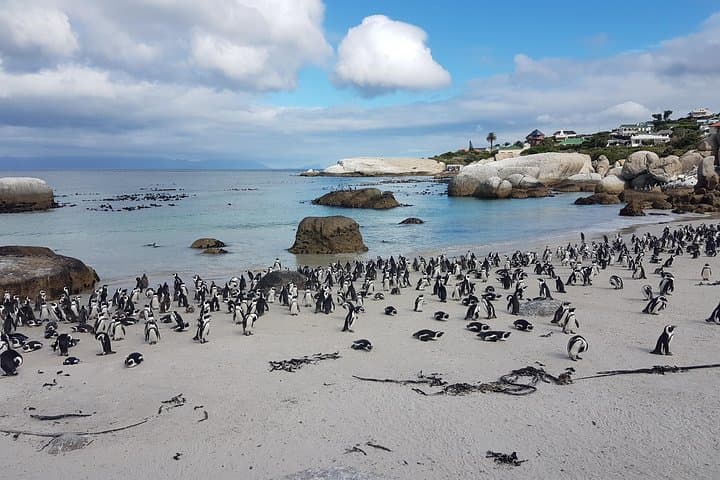 Private Cape Peninsula Tour - Cape Point, Cape of Good Hope sightseeing