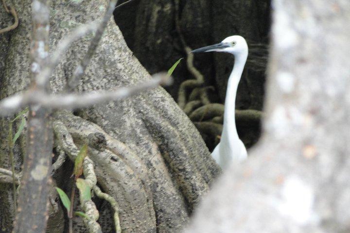 Bentota River Safari
