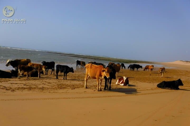 Big dunes and atlantic coast tour 2 HOURS