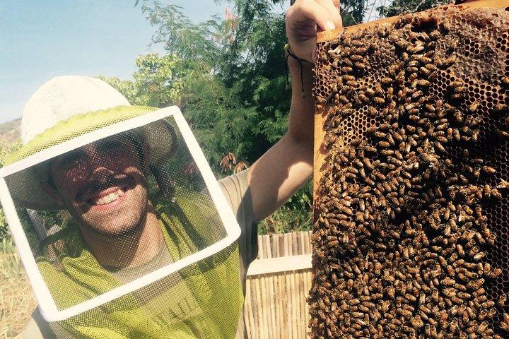Scopri la nostra fattoria del miele e l'apicoltura