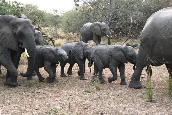 Tanzania Safari - La grande migration au nord du Serengeti et du lac Natron