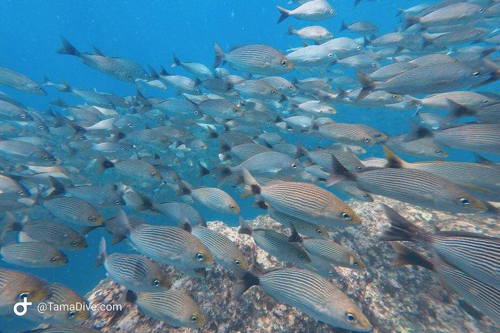 Mergulho nas Ilhas Catalinas