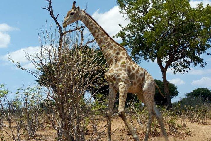 ザンビア、リヴィングストンからのチョベ日帰り旅行
