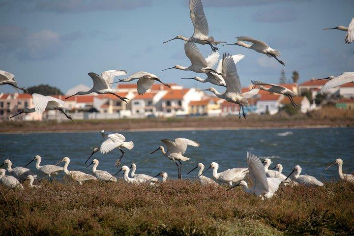 Lisbon: Birdwatching Boat Tour - Tagus Estuary