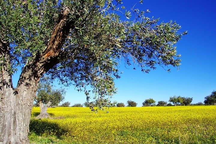 Private Day Trip to Marathon-Thermopylae