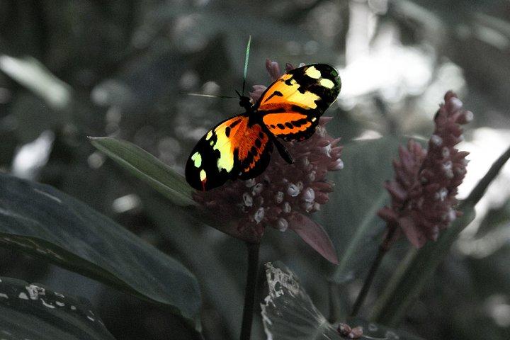 ジープングリーン: リオ植物園とティジュカ熱帯雨林ツアー