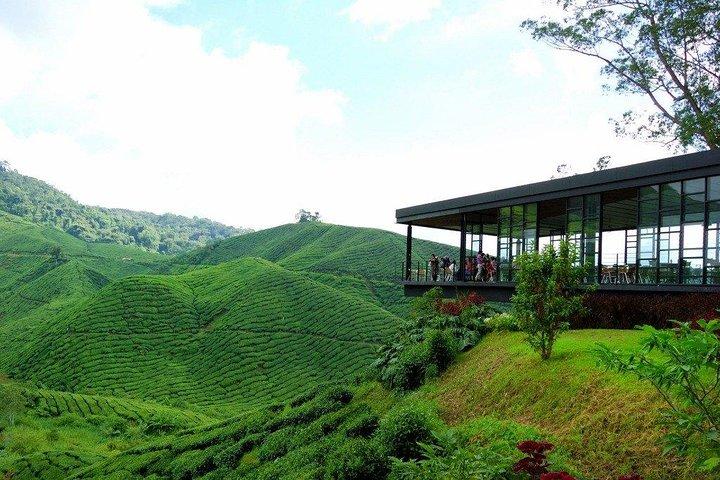 Ganztägige Naturtour im Cameron Highlands