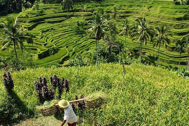 Excursão a Templo de Ubud e Tanah Lot