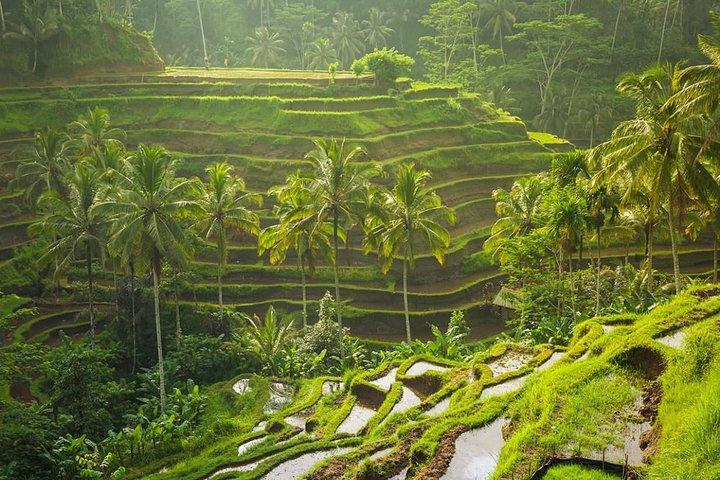 Visite privée tribale de Bali - Découvrez le meilleur d'Ubud, Bali