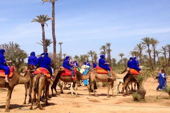 Camel ride in Marrakech palm grove