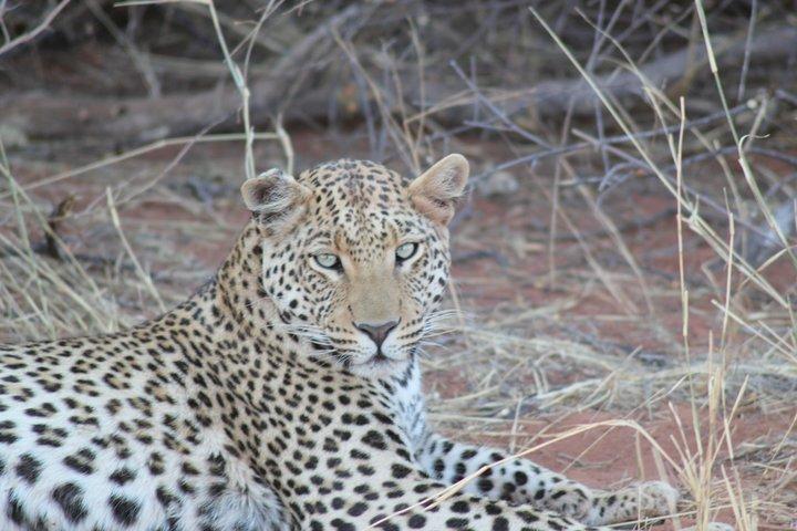 Safari autonome de 5 jours sur la faune namibienne (D, B & B)