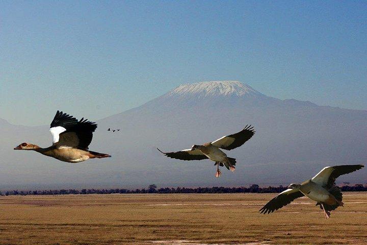 3-daagse Amboseli National Park - Groepssafari