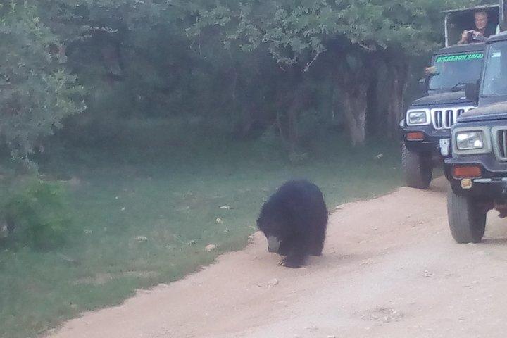 Safari ai parchi nazionali Udawalawa e Yala di Colombo