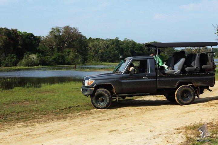 Yala Safari-dagtrip vanuit de gebieden Mirissa/Weligama/Galle/Tangalle
