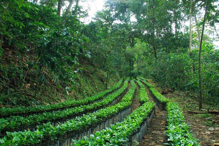 3 nivåer av Huatulco kaffe du har letat efter