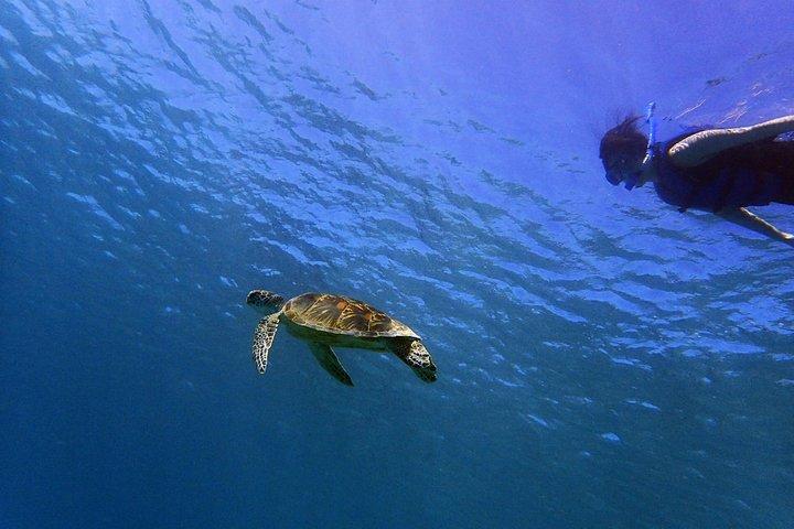Guam's 5* Guided Snorkeling / Freediving Tour!