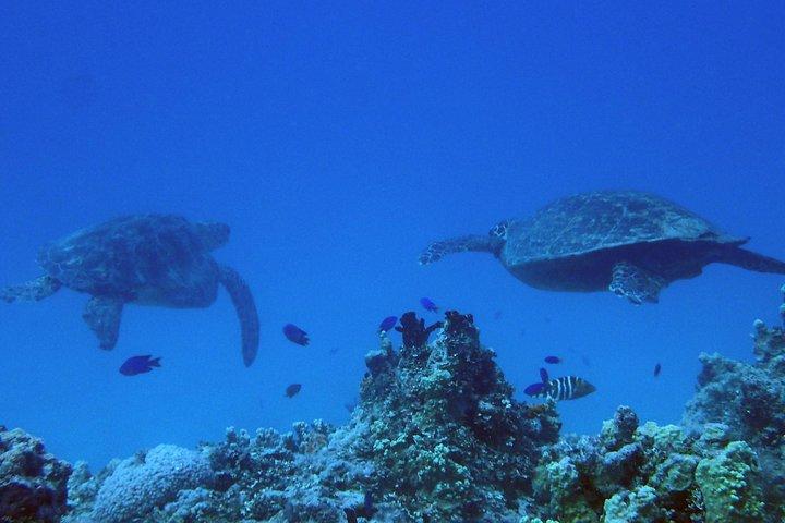 Le migliori immersioni sulla spiaggia di Guam! Immersioni principianti e avanzate