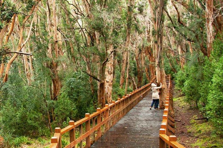 Bariloche Victoria Island et la forêt d'Arrayanes