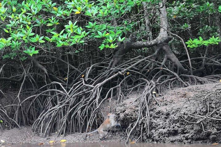 Langkawi Half Day Mangrove Tour - Compartilhando Base