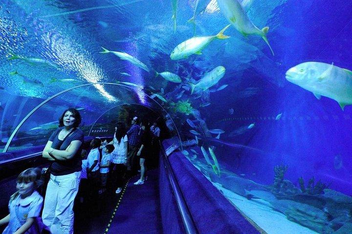 Complete Petronas Twin Towers Tour: Skybridge, Dining & Aquaria