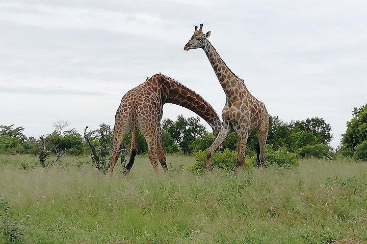 Ganztägiger Pilanesberg-Nationalpark ab Johannesburg und Pretoria