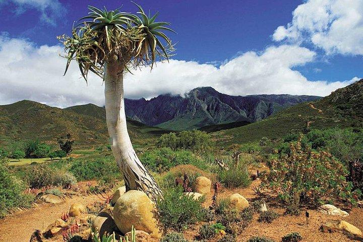 3 giorni Garden Route Big 5 e Bungee Tour - Tour per piccoli gruppi