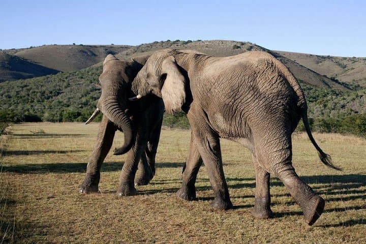 5 Day Cape to Addo Safari - Garden Route Small Group Tour