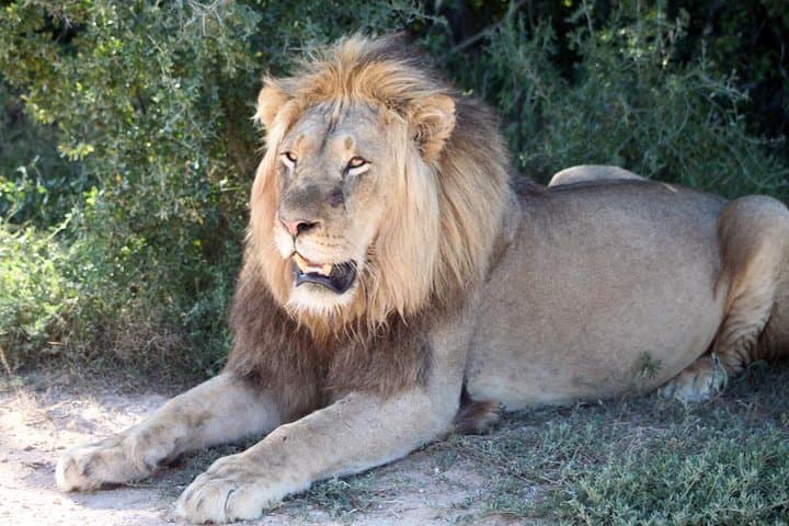 5 Day Cape to Addo Safari - Garden Route Small Group Tour