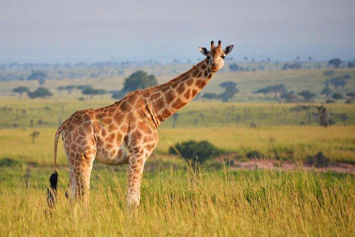 6 Tage Hwange, Chobe & Victoria Falls Combo