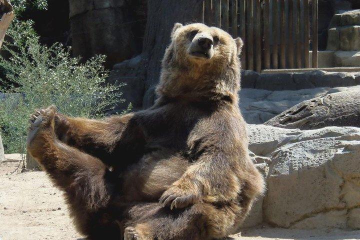 Bears Sanctuary、Dracula's Castle、Brasov Day Trip ブカレストからのプライベート ツアー