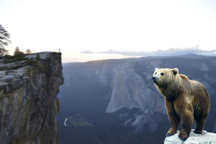 Bears Sanctuary、Dracula's Castle、Brasov Day Trip ブカレストからのプライベート ツアー