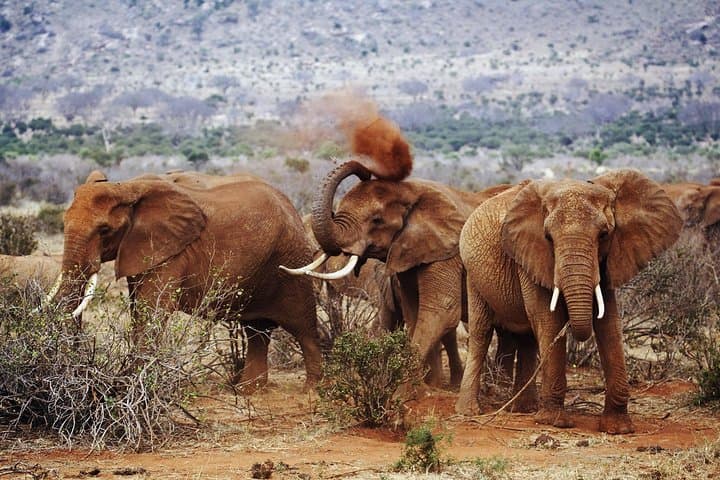 8 Days Masai Mara Wildebeest Migration Safari Adventures