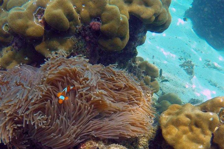 Crucero por la isla de Phuket a las islas Phi Phi con visita a la bahía Maya