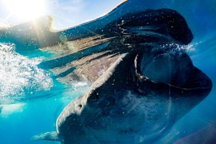 カンクンとリビエラマヤでジンベイザメ小グループツアー