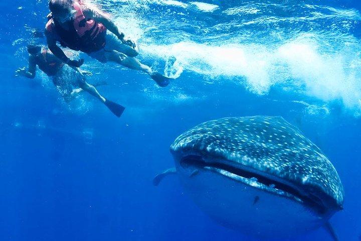 カンクンとリビエラマヤでジンベイザメ小グループツアー
