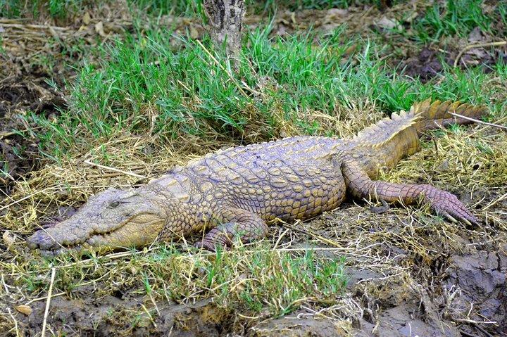 St Lucia Estuary Safari & Emdoneni Wild Cat Project Day Tour de Durban